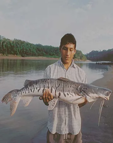 Pesca-en-el-Río-Huallaga
