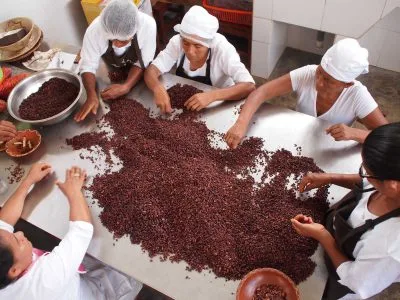seleccion-de-grano